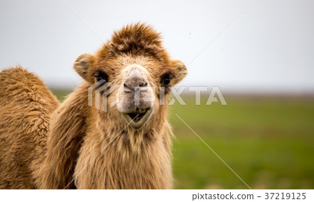 Portrait of camel on nature in spring Portrait of camel on nature in spring 37219125