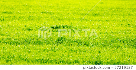 Green grass on nature as background. 37219187