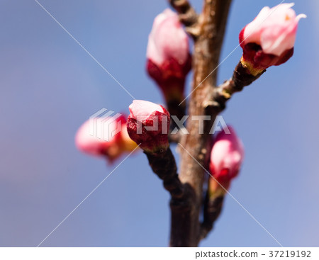 beautiful flowers on apricot branches in nature 37219192