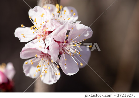 beautiful flowers on apricot branches in nature 37219273