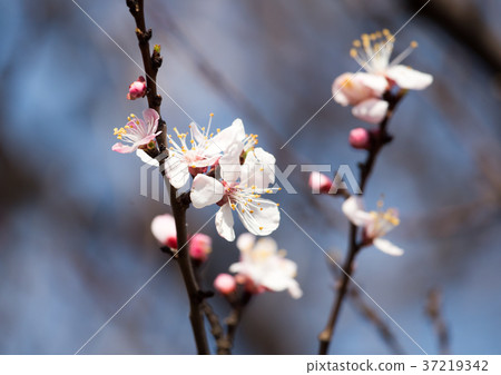 Beautiful flowers on apricot tree in spring Beautiful flowers on apricot tree in spring 37219342