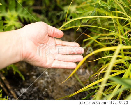 water in the spring in the hands water in the spring in the hands 37219970