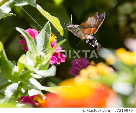 Butterfly in flight gathers nectar from flowers Butterfly in flight gathers nectar from flowers 37219979