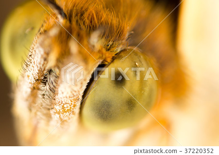 portrait of a butterfly in nature 37220352