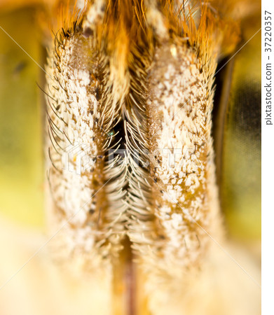 hair on the nose of a butterfly 37220357