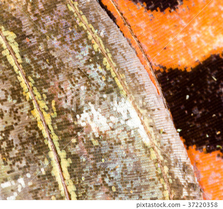 Drawings on the wing of a butterfly as a Drawings on the wing of a butterfly as a 37220358