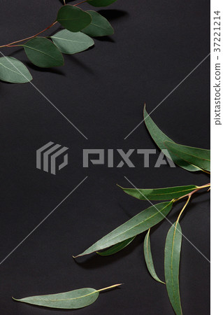 Trendy lifestyle with green leaves decorated on 37221214