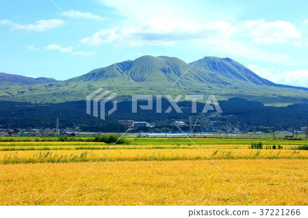 Aso valley in autumn 37221266