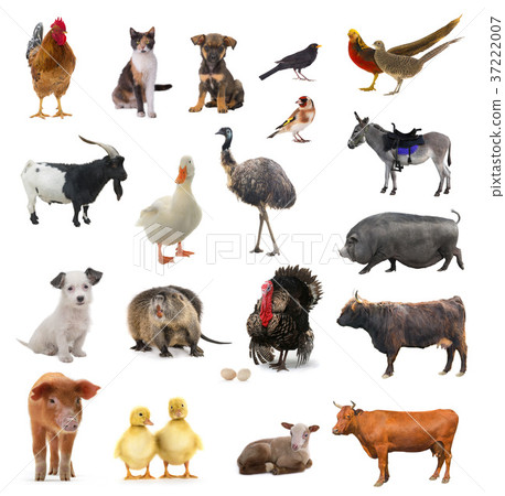 livestock 37222007