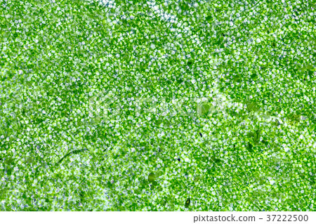 Leaf cells under microscope. Leaf cells under microscope. 37222500