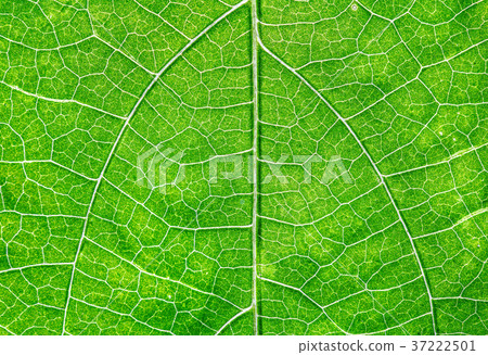 Close up view of green leaf and veins 37222501