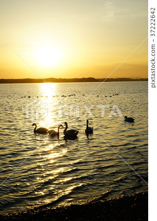 Evening landscape of Hakusuma 37222642