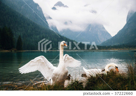 Swans on Dobbiaco Lake in Dolomites, Italy 37222660