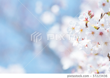 藍天櫻花櫻花大輔吉野四美吉野哭著Soudoyoshi的複制空間人物空間 37223436