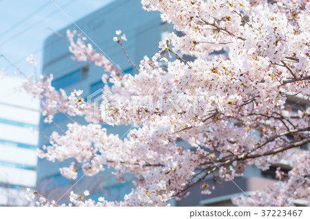 比爾街和櫻花櫻花櫻花Somei吉野Somei吉野Someiyoshi複製空間字符空間 比爾街和櫻花櫻花櫻花Somei吉野Somei吉野Someiyoshi複製空間字符空間 37223467