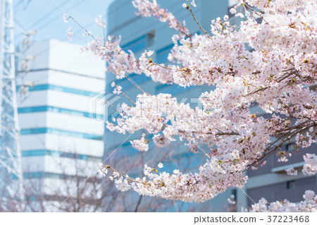 比爾街和櫻花櫻花櫻花Somei吉野Somei吉野Someiyoshi複製空間字符空間 比爾街和櫻花櫻花櫻花Somei吉野Somei吉野Someiyoshi複製空間字符空間 37223468