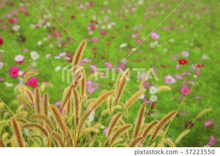 褪色柳和宇宙 褪色柳和宇宙 37223550