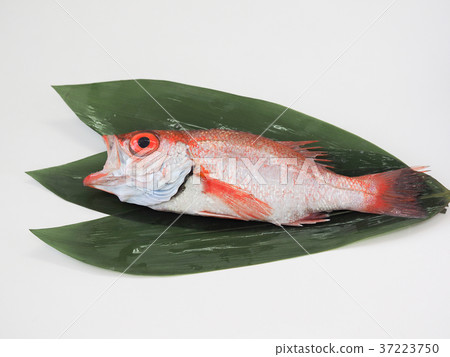 高級魚Nodogro akamutsu稱為白皮托羅 高級魚Nodogro akamutsu稱為白皮托羅 37223750