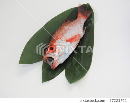 High-class fish Nodogro akamutsu called White-skinned Toro High-class fish Nodogro akamutsu called White-skinned Toro 37223751