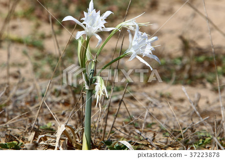 Pancratius marine Pancratius marine 37223878