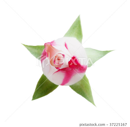 White rose closed bud with leaves isolated on 37225167