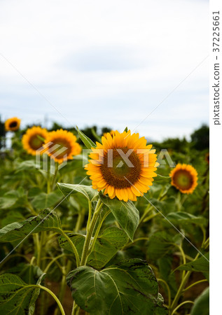向日葵,向日葵,朝陽花 向日葵,向日葵,朝陽花 37225661