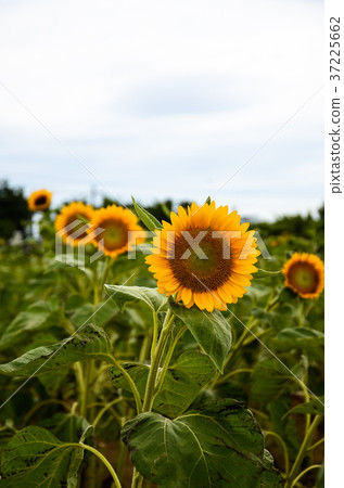 Sunflower, Sunflower, Chaoyang flower Sunflower, Sunflower, Chaoyang flower 37225662