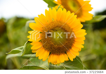 向日葵,向日葵,朝陽花 向日葵,向日葵,朝陽花 37225664