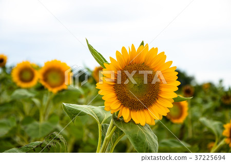 向日葵，向日葵，朝陽花 37225694