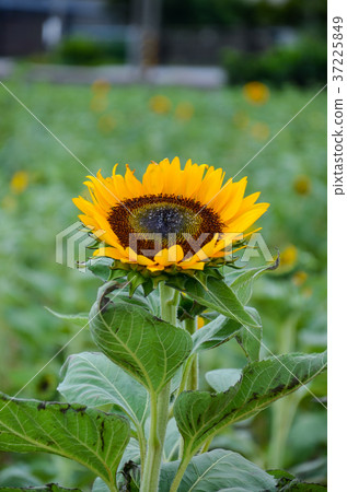 Sunflower, Sunflower, Chaoyang flower Sunflower, Sunflower, Chaoyang flower 37225849
