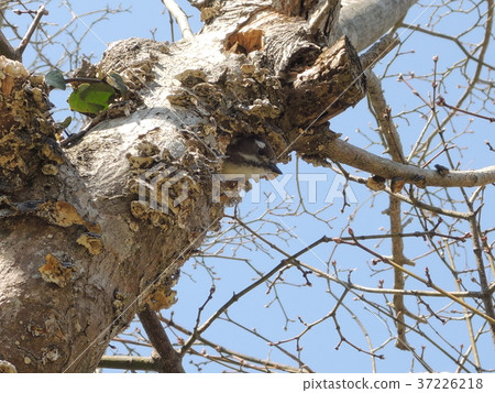 Birds out of the tree (spring) 37226218