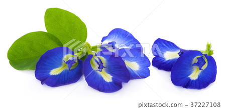 blue pea flowers on white background 37227108