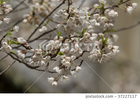 Awasumisakura Awasumisakura 37227117