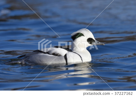 Smew（Mergerllus albellus）/ Micaisa 37227162
