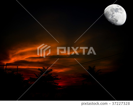 half moon silhouette coconut palm tree in park 37227328