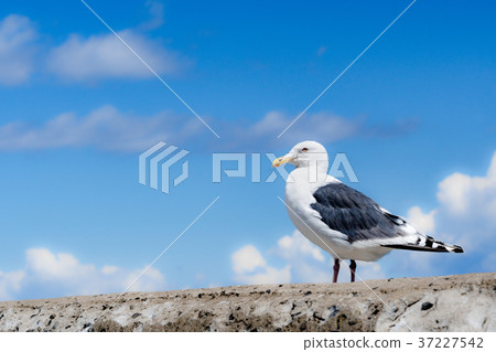 Seagull in the harbor close up Seagull in the harbor close up 37227542