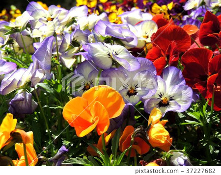Pansy Pansy 37227682