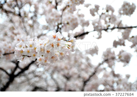 White cherry blossom background White cherry blossom background 37227684