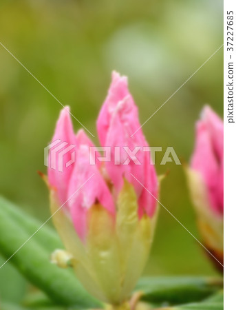 Pink flower in blurred and toned effect. Pink flower in blurred and toned effect. 37227685