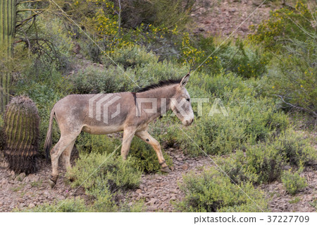Wild Burro in the Desert Wild Burro in the Desert 37227709