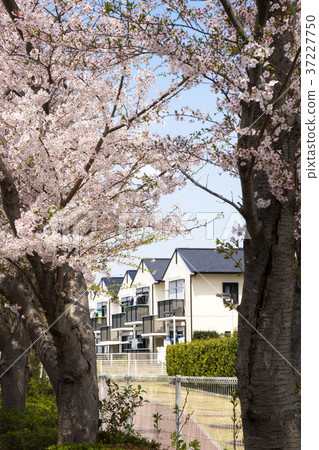 Cherry blossom Cherry blossom 37227750