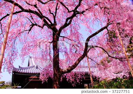 Hoken Go-in (Kyoto Ukyo-ku) Tenkenmon-in Sakura Hoken Go-in (Kyoto Ukyo-ku) Tenkenmon-in Sakura 37227751
