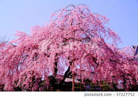 Hoken Go-in (Kyoto Ukyo-ku) Tenkenmon-in Sakura Hoken Go-in (Kyoto Ukyo-ku) Tenkenmon-in Sakura 37227752