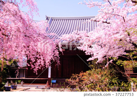 Hoken Go-in (Kyoto Ukyo-ku) Tenkenmon-in Sakura Hoken Go-in (Kyoto Ukyo-ku) Tenkenmon-in Sakura 37227753