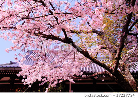 Hoganikoin (Kyoto Ukyo-ku) Cherry blossoms blooming in the garden Hoganikoin (Kyoto Ukyo-ku) Cherry blossoms blooming in the garden 37227754
