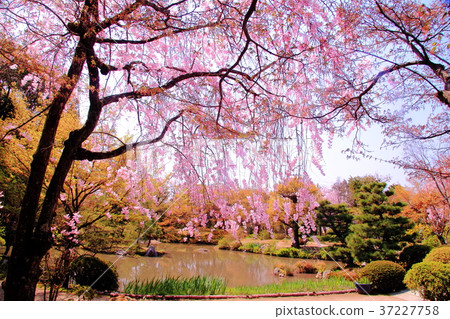 Hoganikoin (Kyoto Ukyo-ku) Cherry blossoms blooming in the garden Hoganikoin (Kyoto Ukyo-ku) Cherry blossoms blooming in the garden 37227758