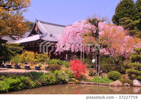 Hoken Go-in (Kyoto Ukyo-ku) Tenkenmon-in Sakura Hoken Go-in (Kyoto Ukyo-ku) Tenkenmon-in Sakura 37227759