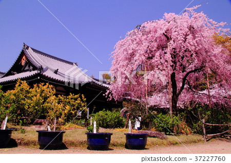 Hoken Go-in(京都Ukyo-ku)Tenkenmon-in Sakura Hoken Go-in(京都Ukyo-ku)Tenkenmon-in Sakura 37227760
