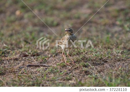 paddyfield pipit or Oriental pipit bird paddyfield pipit or Oriental pipit bird 37228110