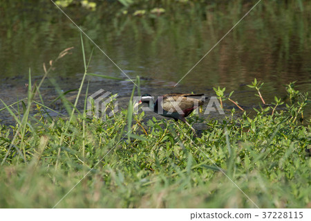 Bronze-winged Jacana bird walking in the nature Bronze-winged Jacana bird walking in the nature 37228115